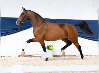 Duitse rijpony, Ruin, 3 Jaar, 158 cm, Bruin