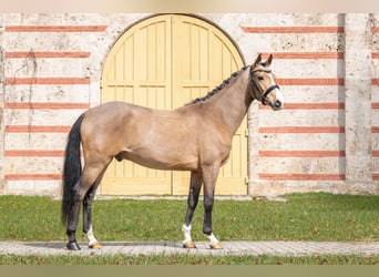 Duitse rijpony, Ruin, 3 Jaar, Buckskin