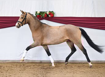 Duitse rijpony, Ruin, 3 Jaar, Buckskin