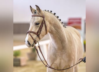 Duitse rijpony, Ruin, 3 Jaar, Buckskin