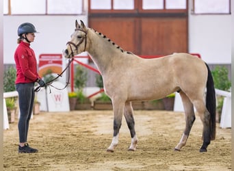 Duitse rijpony, Ruin, 3 Jaar, Buckskin