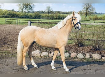 Duitse rijpony, Ruin, 3 Jaar