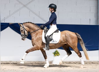 Duitse rijpony, Ruin, 3 Jaar, Palomino