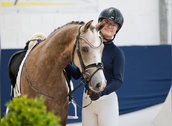 Duitse rijpony, Ruin, 3 Jaar, Palomino
