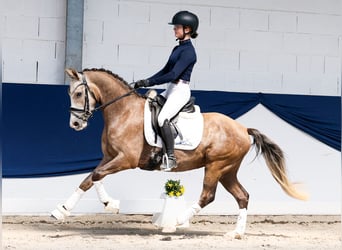 Duitse rijpony, Ruin, 3 Jaar, Palomino