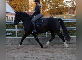 Duitse rijpony, Ruin, 3 Jaar