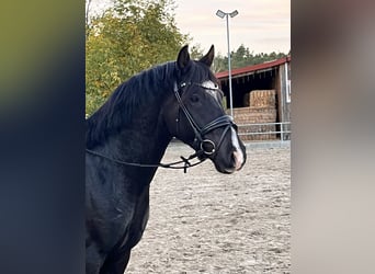 Duitse rijpony, Ruin, 3 Jaar