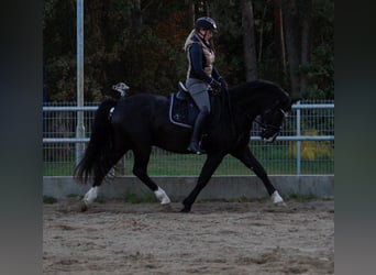 Duitse rijpony, Ruin, 3 Jaar