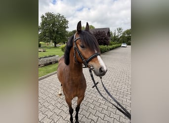 Duitse rijpony, Ruin, 4 Jaar, 135 cm, Bruin