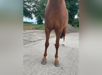 Duitse rijpony, Ruin, 4 Jaar, 136 cm, Vos