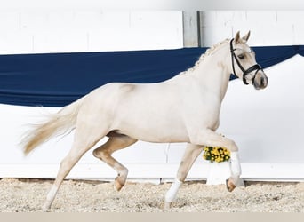 Duitse rijpony, Ruin, 4 Jaar, 140 cm, Palomino