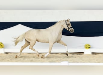 Duitse rijpony, Ruin, 4 Jaar, 140 cm, Palomino