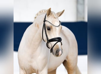 Duitse rijpony, Ruin, 4 Jaar, 140 cm, Palomino