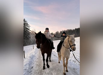 Duitse rijpony, Ruin, 4 Jaar, 140 cm, Palomino