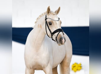 Duitse rijpony, Ruin, 4 Jaar, 140 cm, Palomino