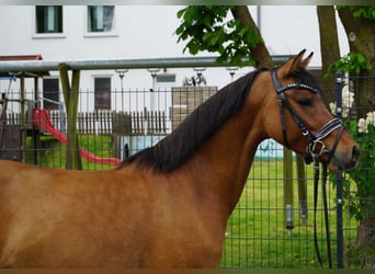 Duitse rijpony, Ruin, 4 Jaar, 141 cm, Buckskin