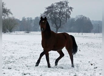 Duitse rijpony, Ruin, 4 Jaar, 142 cm, Brauner