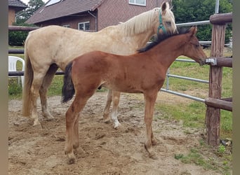 Duitse rijpony, Ruin, 4 Jaar, 142 cm, Brauner