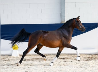 Duitse rijpony, Ruin, 4 Jaar, 142 cm, Bruin
