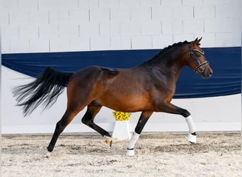 Duitse rijpony, Ruin, 4 Jaar, 142 cm, Bruin