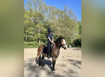 Duitse rijpony Mix, Ruin, 4 Jaar, 143 cm, Bruin