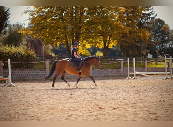 Duitse rijpony, Ruin, 4 Jaar, 143 cm, Bruin