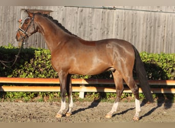 Duitse rijpony, Ruin, 4 Jaar, 144 cm, Bruin