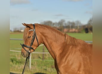 Duitse rijpony, Ruin, 4 Jaar, 144 cm