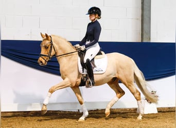 Duitse rijpony, Ruin, 4 Jaar, 144 cm, Palomino