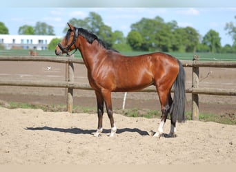 Duitse rijpony, Ruin, 4 Jaar, 145 cm, Bruin