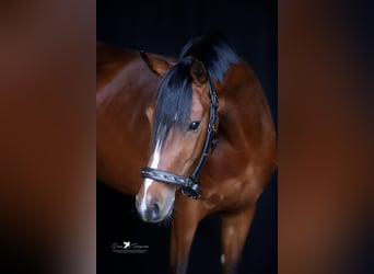 Duitse rijpony, Ruin, 4 Jaar, 145 cm, Bruin