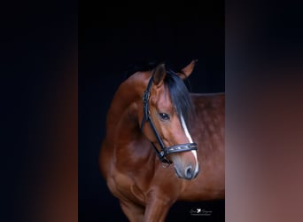 Duitse rijpony, Ruin, 4 Jaar, 145 cm, Bruin