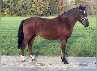 Duitse rijpony Mix, Ruin, 4 Jaar, 145 cm, Bruin