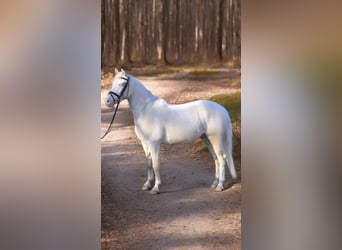 Duitse rijpony, Ruin, 4 Jaar, 145 cm, Cremello