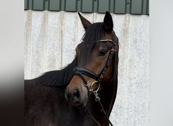 Duitse rijpony, Ruin, 4 Jaar, 145 cm, Donkerbruin