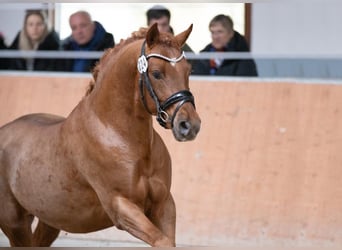 Duitse rijpony, Ruin, 4 Jaar, 145 cm, Donkere-vos