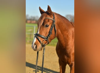 Duitse rijpony, Ruin, 4 Jaar, 145 cm