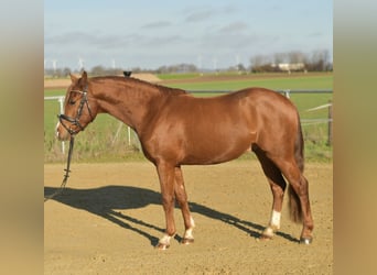 Duitse rijpony, Ruin, 4 Jaar, 145 cm