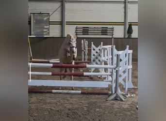 Duitse rijpony, Ruin, 4 Jaar, 145 cm, Palomino