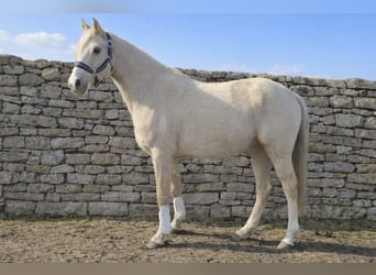 Duitse rijpony, Ruin, 4 Jaar, 145 cm, Palomino