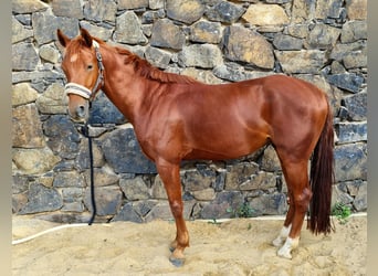 Duitse rijpony, Ruin, 4 Jaar, 145 cm, Vos