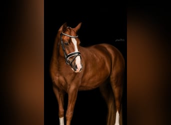 Duitse rijpony, Ruin, 4 Jaar, 145 cm, Vos
