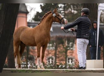 Duitse rijpony, Ruin, 4 Jaar, 145 cm, Vos