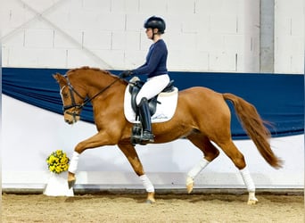 Duitse rijpony, Ruin, 4 Jaar, 145 cm, Vos