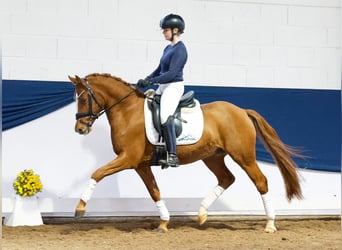 Duitse rijpony, Ruin, 4 Jaar, 145 cm, Vos