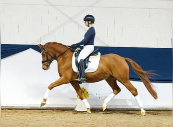 Duitse rijpony, Ruin, 4 Jaar, 145 cm, Vos