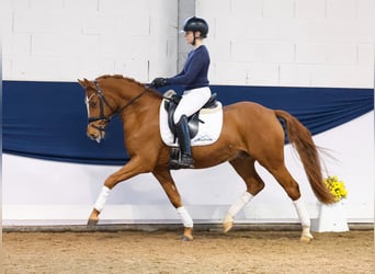 Duitse rijpony, Ruin, 4 Jaar, 145 cm, Vos