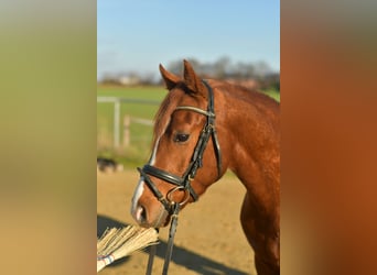 Duitse rijpony, Ruin, 4 Jaar, 145 cm, Vos