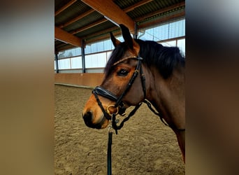 Duitse rijpony, Ruin, 4 Jaar, 146 cm, Bruin