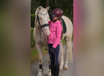 Duitse rijpony, Ruin, 4 Jaar, 146 cm, Cremello